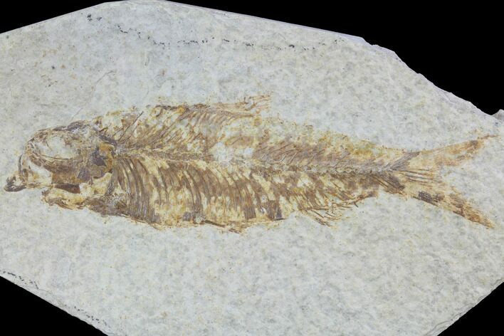 Bargain, Fossil Fish (Knightia) - Wyoming #88562